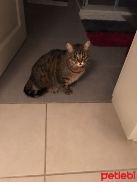 Tekir Kedi, Kedi  Şeker fotoğrafı