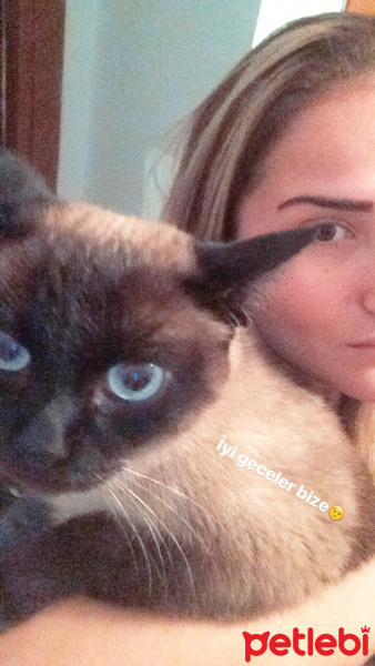 Siyam Kedisi, Kedi  Asi fotoğrafı
