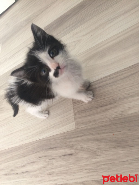 Siyam Kedisi, Kedi  Sütlaç fotoğrafı