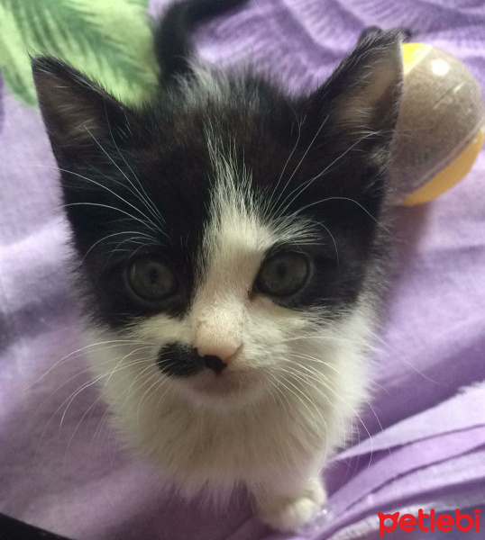Siyam Kedisi, Kedi  Sütlaç fotoğrafı