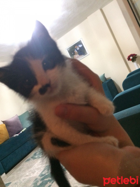 Siyam Kedisi, Kedi  Sütlaç fotoğrafı