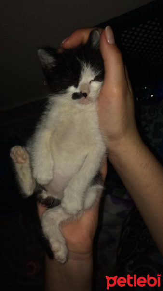 Siyam Kedisi, Kedi  Sütlaç fotoğrafı