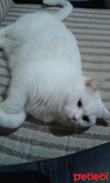 British Shorthair, Kedi  Pamuk fotoğrafı