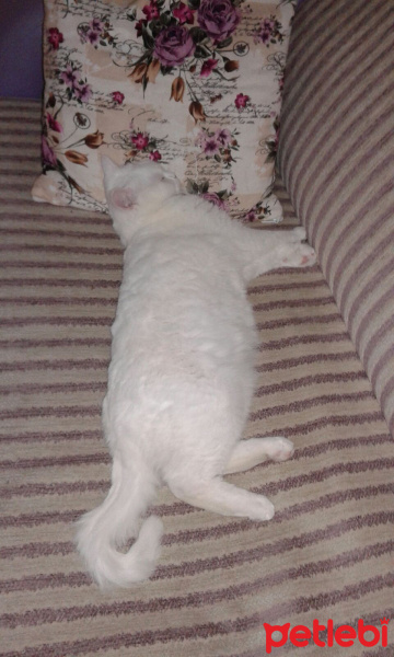 British Shorthair, Kedi  Pamuk fotoğrafı