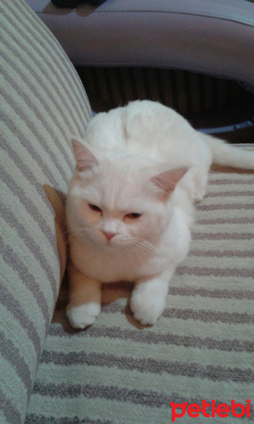 British Shorthair, Kedi  Pamuk fotoğrafı