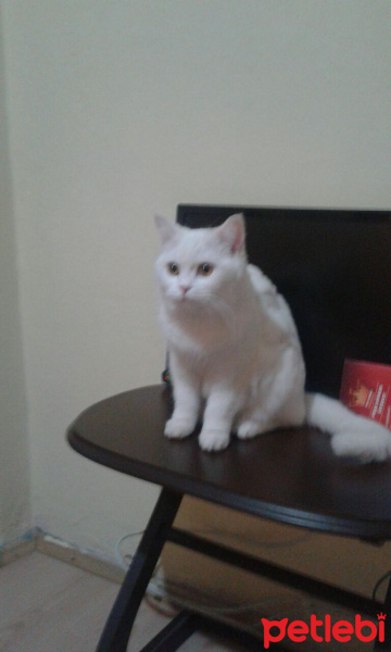 British Shorthair, Kedi  Pamuk fotoğrafı