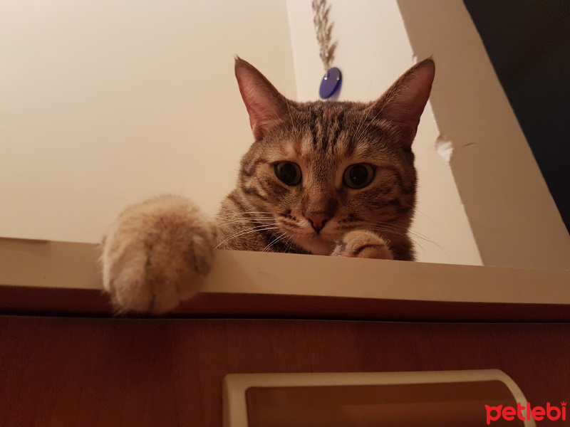Tekir Kedi, Kedi  Mira fotoğrafı