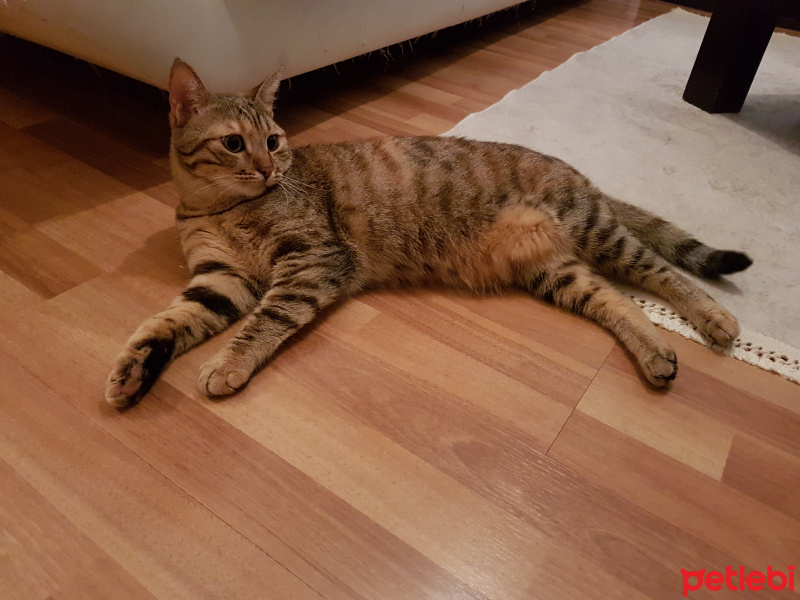 Tekir Kedi, Kedi  Mira fotoğrafı