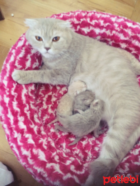 Scottish Fold, Kedi  Çakıl fotoğrafı
