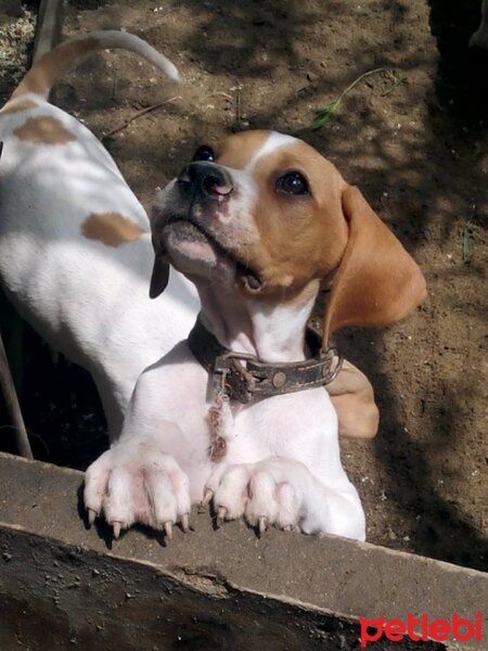 Pointer, Köpek  jitka fotoğrafı