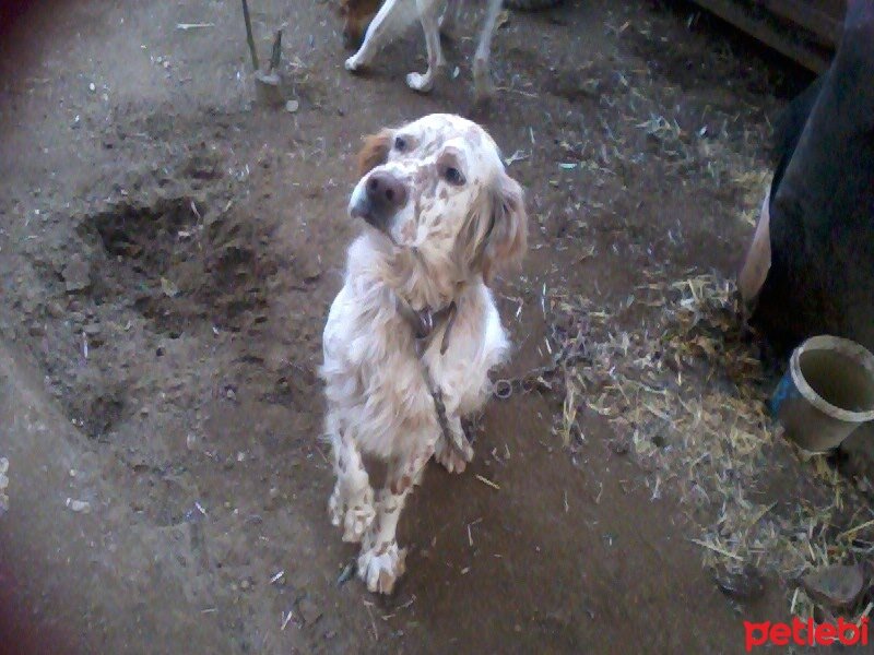 Pointer, Köpek  jitka fotoğrafı