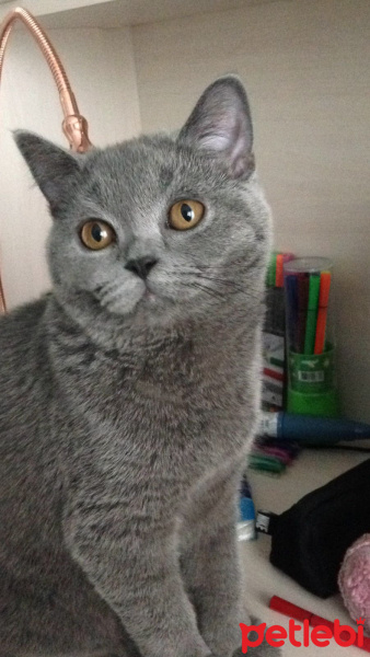 British Shorthair, Kedi  Maya fotoğrafı