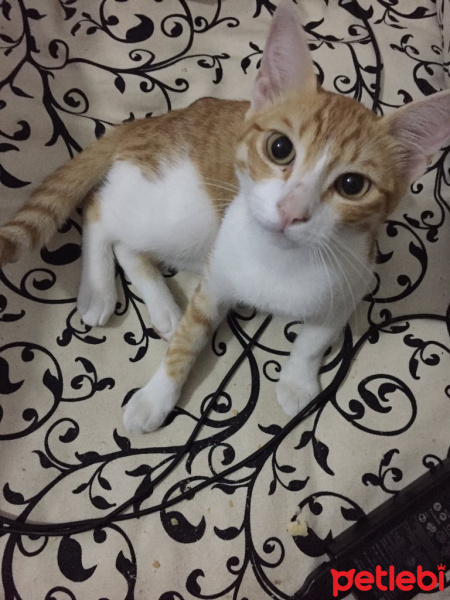 Tekir Kedi, Kedi  Asuman fotoğrafı