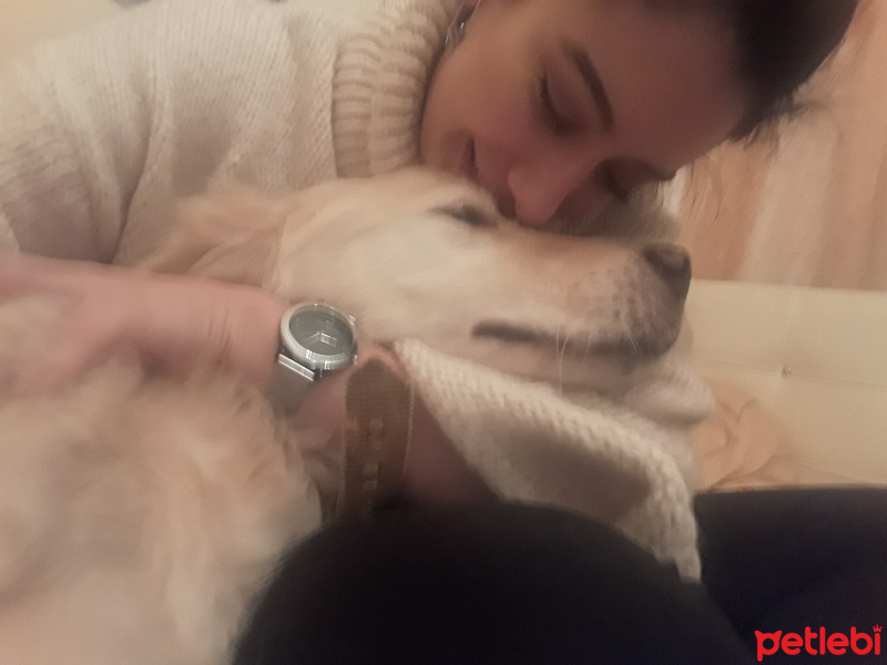 Golden Retriever, Köpek  Paşa fotoğrafı