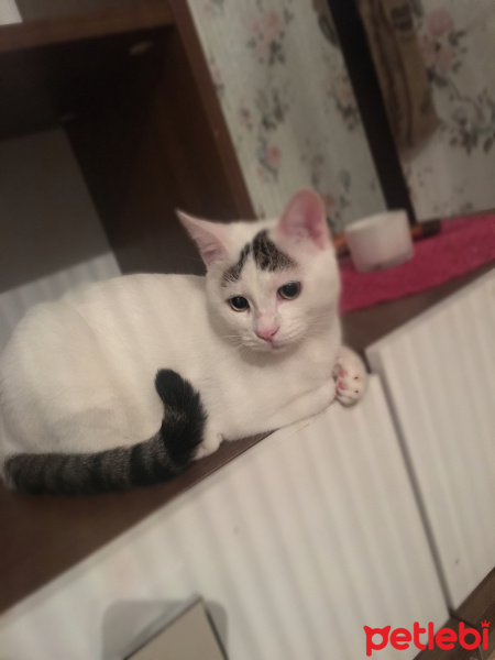 Tekir Kedi, Kedi  Köfte fotoğrafı