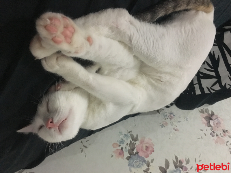 Tekir Kedi, Kedi  Köfte fotoğrafı