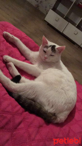Tekir Kedi, Kedi  Köfte fotoğrafı