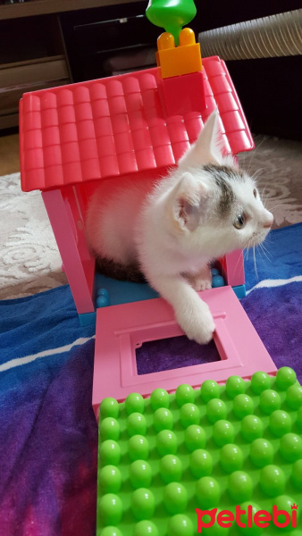 Tekir Kedi, Kedi  Köfte fotoğrafı