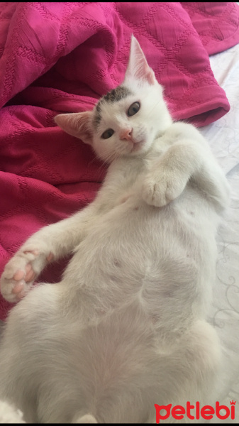Tekir Kedi, Kedi  Köfte fotoğrafı