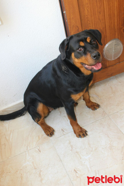 Rottweiler, Köpek  Karam fotoğrafı