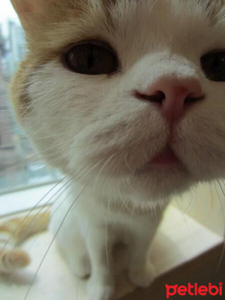 British Shorthair, Kedi  kadayıf fotoğrafı