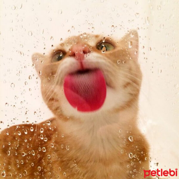 British Shorthair, Kedi  kadayıf fotoğrafı