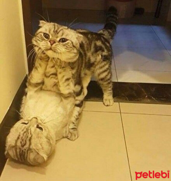 Scottish Fold, Kedi  sakız fotoğrafı