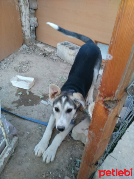 Sibirya Kurdu (Husky), Köpek  Çaki fotoğrafı