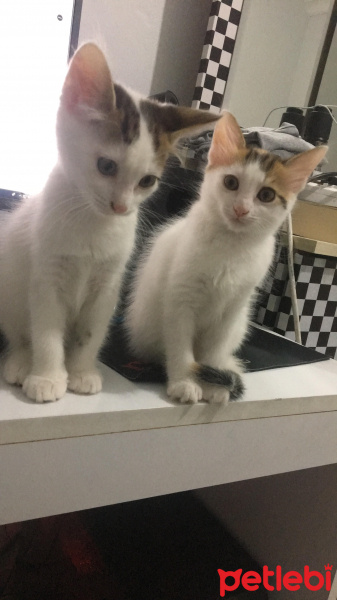 Tekir Kedi, Kedi  Zeytin ve susam fotoğrafı