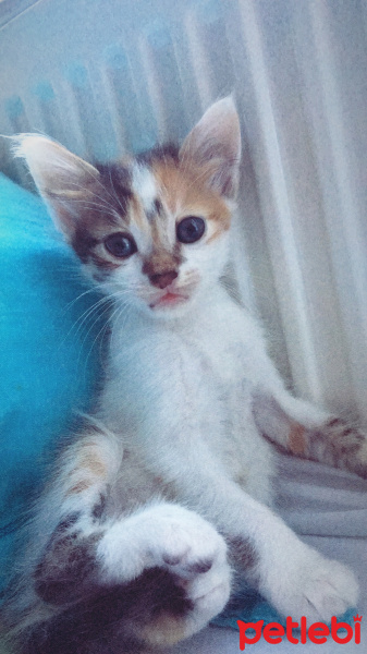 Tekir Kedi, Kedi  Zeytin ve susam fotoğrafı