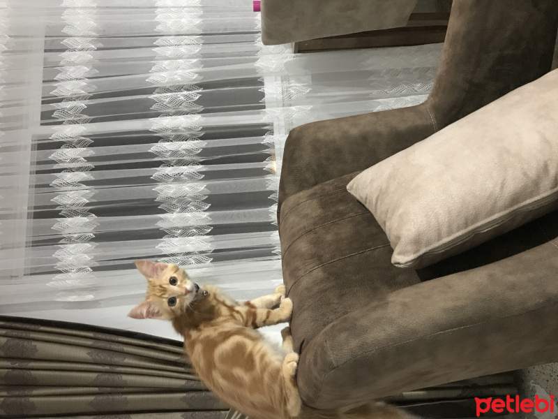 Tekir Kedi, Kedi  Yağmur fotoğrafı