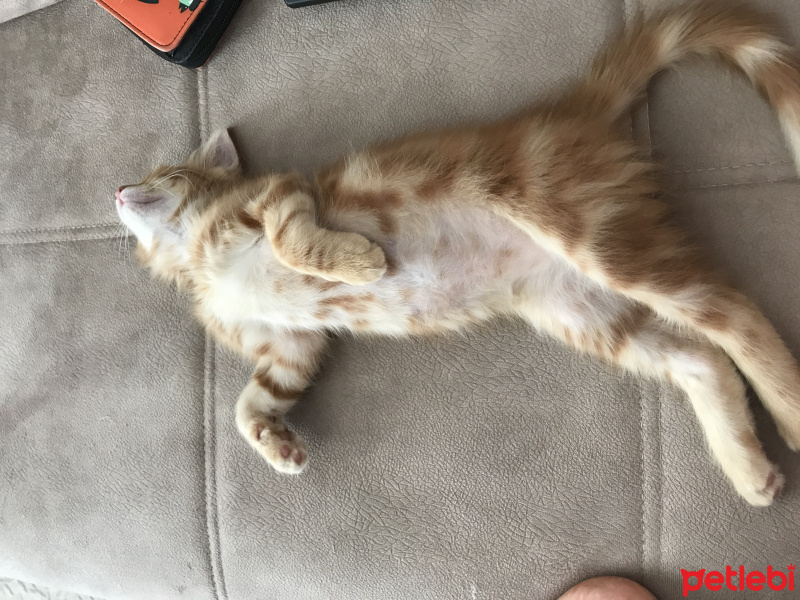Tekir Kedi, Kedi  Yağmur fotoğrafı