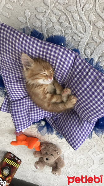 Tekir Kedi, Kedi  Yağmur fotoğrafı