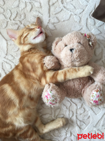 Tekir Kedi, Kedi  Yağmur fotoğrafı