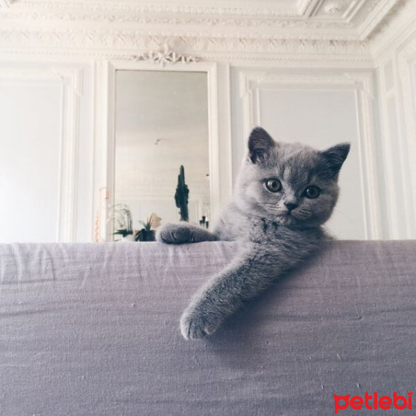 British Shorthair, Kedi  süt fotoğrafı