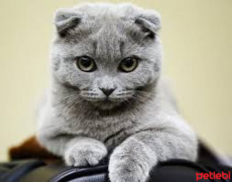 British Shorthair, Kedi  süt fotoğrafı