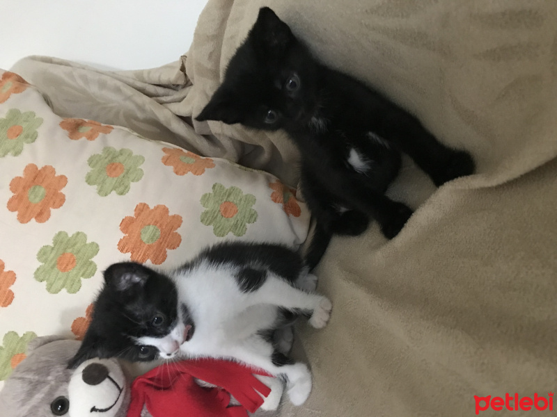 Tekir Kedi, Kedi  İkiz kardeşler fotoğrafı