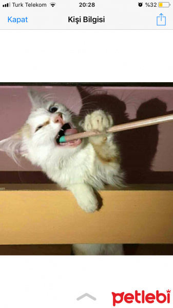 Van Kedisi, Kedi  Mercimek fotoğrafı