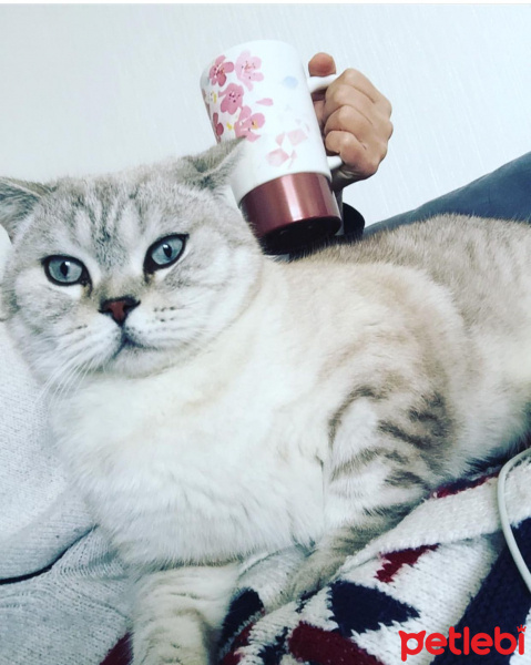 British Shorthair, Kedi  müdür fotoğrafı
