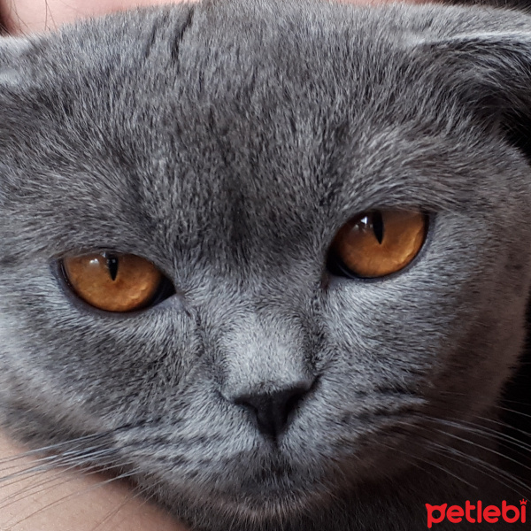 Scottish Fold, Kedi  leo fotoğrafı