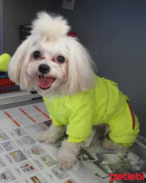 Maltese, Köpek  Minnak fotoğrafı