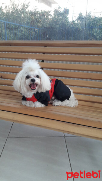 Maltese, Köpek  Minnak fotoğrafı