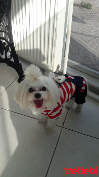 Maltese, Köpek  Minnak fotoğrafı