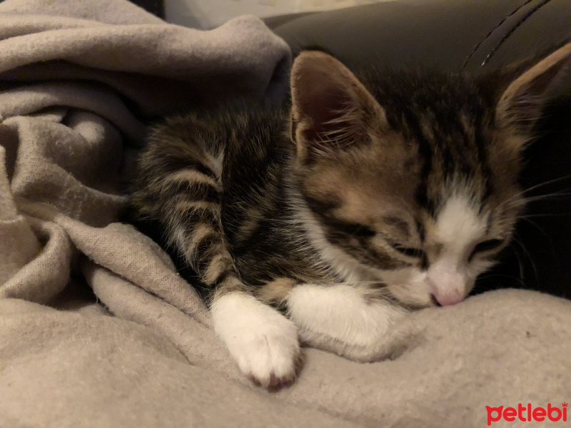 Tekir Kedi, Kedi  Herkül fotoğrafı