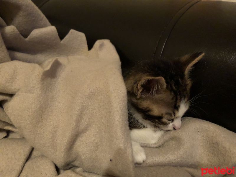 Tekir Kedi, Kedi  Herkül fotoğrafı