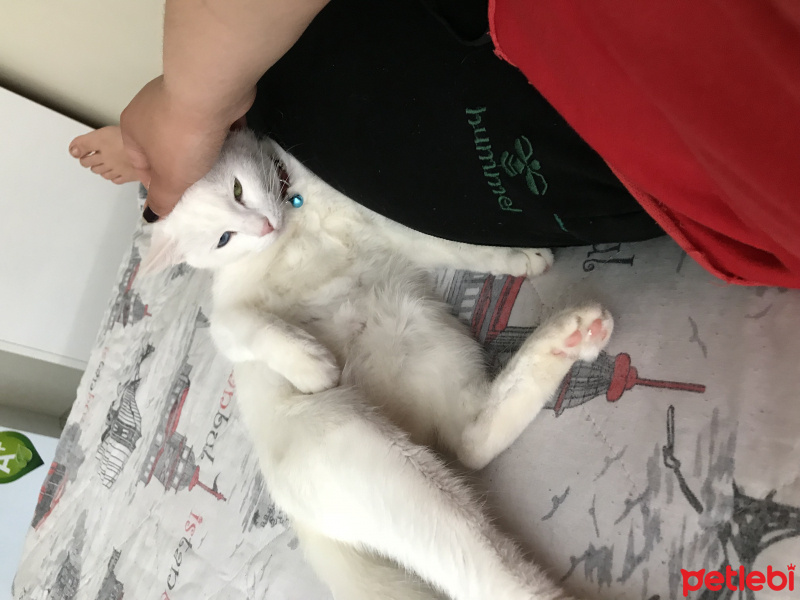 Ankara Kedisi, Kedi  Pamuk fotoğrafı