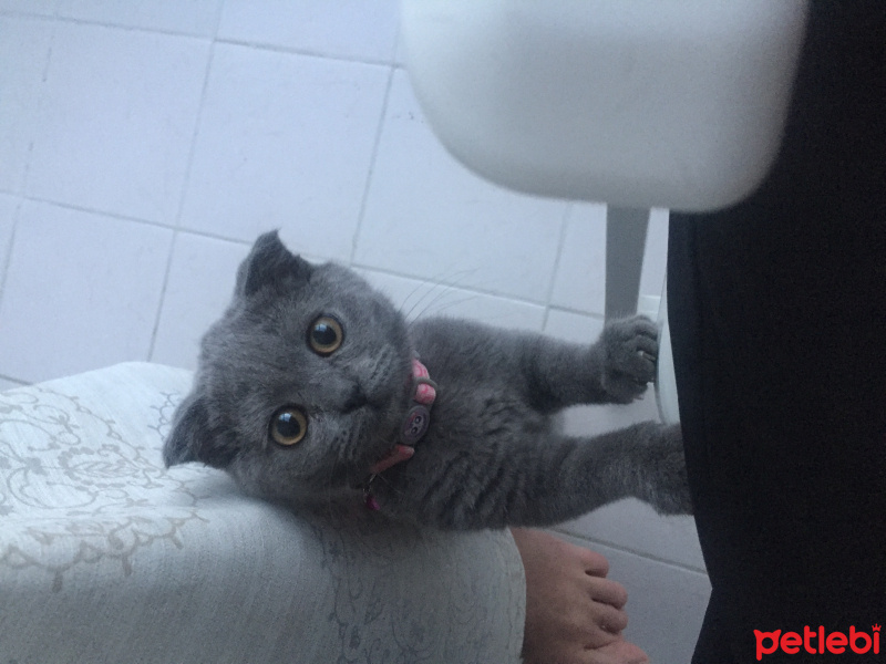 Scottish Fold, Kedi  Mia fotoğrafı