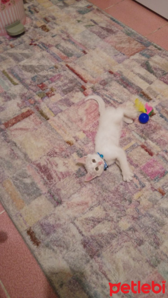 Tekir Kedi, Kedi  Lucy fotoğrafı