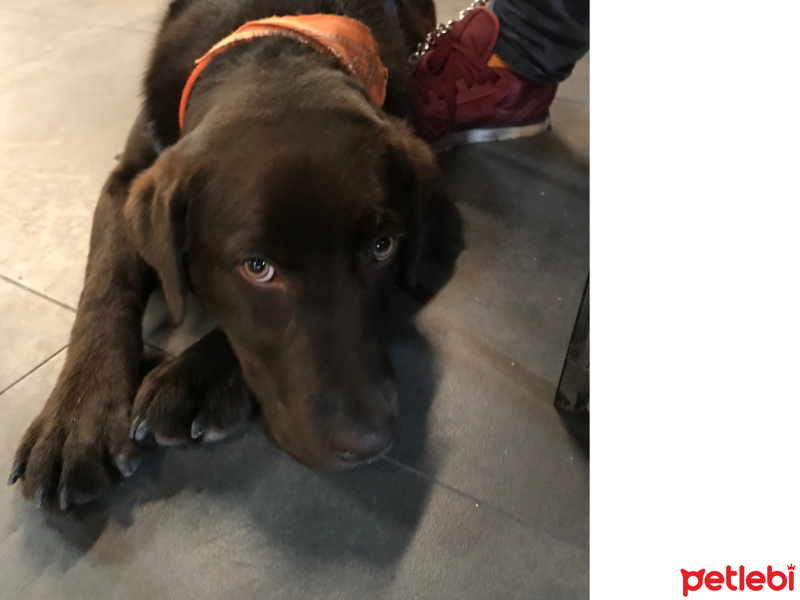 Labrador Retriever, Köpek  Pablo fotoğrafı