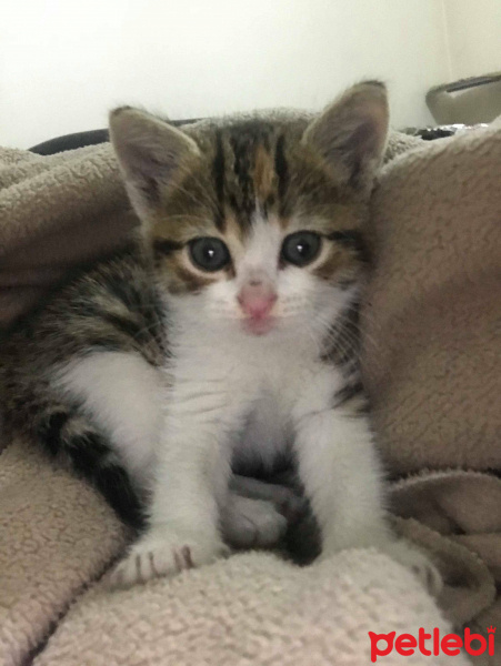 Tekir Kedi, Kedi  Fare fotoğrafı
